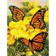 Junior Small Paint By Number Kit 8.75 Inch X11.75 Inch Majestic Monarchs