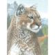 Color Pencil By Number Kit 8.75 inch X11.75 inch Cougar