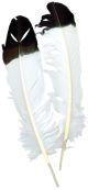 Imitation Eagle Quill Feathers 2 Per Pkg White with Black Tip