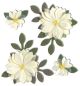 Jolee s Boutique Dimensional Stickers Vanilla Flowers