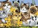 Junior Large Paint By Number Kit 15.25 inch X11.25 inch Cats Montage