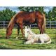 Paint By Number Kit Artist Canvas Series 11 inch X14 inch Horses In Field