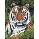 Paint By Number Kit Artist Canvas Series 9 inch X12 inch Tiger In Hiding