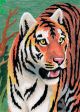 Mini Color Pencil By Number Kit 5 Inch X7 Inch Jungle Tiger