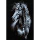 RIOLIS Counted Cross Stitch Kit 11.75 inch X17.75 inch Breeze Through Mane 14 Count 
