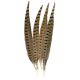 Ringneck Pheasant Feathers 4 Per Pkg Natural