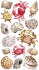 Sticko Stickers Shells And Crabs