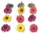 Eyelet Outlet Shape Brads 12 Per Pkg Colored Daisy