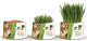 Pet Greens Garden Wheat Grass 88 G