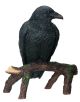 Raven C 12