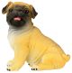 Pug Puppy 6313