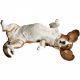 Dogs Basset Hound
