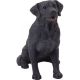 Dogs Labrador retriever Black