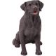 Dogs Labrador retriever Choc