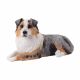 Dogs Australian Sherd BL Merle