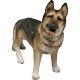Dogs German Sheperd