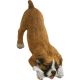 Boxer UC Fawn
