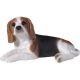 Dogs Beagle