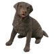 Labrador Retriever Choc