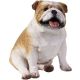 Bulldog Fawn small size