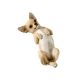 Dogs Chihuahua Tan