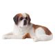 Saint Bernard small size