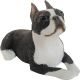 Boston Terrier Small size