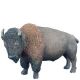 Bison