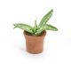 Timeless Minis Handmade Cactus Pot 0.75 X 0.75 Inches