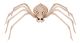 Skeleton Spider