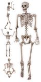 Pose N Stay Skeleton