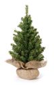 Mixed Canadian Tree With Burlap Base 124 Tips 18 Inches