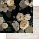 Hs Magnolia Jane 1
