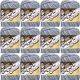 Spinrite Lily Sugar n Cream Yarn Ombres Country Side Pack of 12 Skein