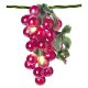 Novelty Light Set Red Grape Clusters 6 Feet