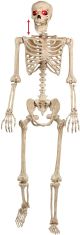 Seasons Crazy Bonez Talking Pose N Stay Skeleton