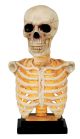 Seasons Skeleton Bust Lu and Sound 16 inch 