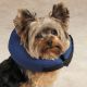 Total Pet Health Inflatable Collars XL