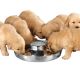 ProSelect Puppy Dishes 14.5 in