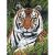 Junior Small Paint By Number Kit 8.75 Inch X11.75 Inch Tiger In Hiding