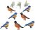 Eyelet Outlet Shape Brads 12 Per Pkg Blue Bird And Robin