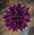 Extra Fine Crepe Paper 19.6 Inch X78.7 Inch Aubergine