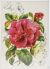Dress My Craft Transfer Me Sheet A4 Pink Blossom