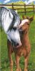 Vervaco Counted Cross Stitch Kit 8 Inch X16 Inch Horse and Foal on Aida 14 Count