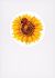 Vervaco Counted Cross Stitch Greeting Card Kit 4.2 Inch X6 Inch 3 Per Pk Summer Flowers 18 Count