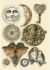 Stamperia Wooden Shapes A5 Alchemy
