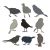 Sizzix Thinlits Dies By Tim Holtz 9 Per Pkg Silhouette Birds