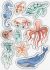 Craft Consortium A5 Clear Stamps Sea Life