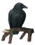 Raven C 12