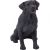 Dogs Labrador retriever Black